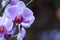 Pink veined Moth Orchid with copy space