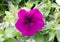 A pink veined petunia