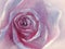 Pink velvet rose watercolor