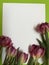 Pink velvet tulips on a white background. Background. Happy Birthday greeting card