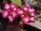 Pink verbena flower plant in grow terrace gardening in Kanpur