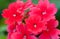 Pink verbena flowers, close up