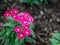 Pink verbena hybrida blossom flower.
