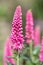 Pink Veronica First Love flowers at shallow depth background