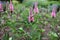 Pink veronica flowers in the summer garden. Natural floral background.