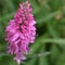 Pink Veronica Speedwell Flowers Blooming