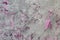 Pink very much grungy board cover texture - fantastic abstract photo background