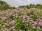 Pink Vetch Flowers in a Maine Beach Field