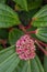 Pink Viburnum Flower Budding in Spring