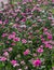 Pink Vinca flower