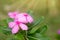 Pink vinca flower with light flare.