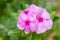 Pink vinca flowers