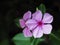 Pink vinca flowers madagascar periwinkle