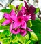 Pink Vinca Periwinkle Flower, View from Above