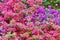 Pink vine. Pink flower. Bougainvillea glabra. Paperflower.