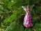 Pink vintage bauble figurines of fairy. Christmas sparkle decoration on a spruce branch. Holiday background with a copy