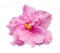 Pink viola dry delicate flower and petals isolated