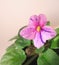 Pink viola flower closeup