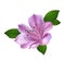 Pink and violet alstromeria flower illustration