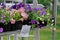 Pink and violet ampel petunias in pots stand on the shelf for sale outdoors