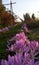 Pink and violet colchicum flowers on the meadow