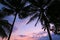 Pink and violet colors tropical sunset sky view with dark palm trees silhouettes frame