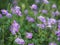 Pink violet Flower Zimbabwe creeper, Pink Trumpet Vine, Trumpet Vine name Happiness Is a semi-shrub