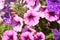 Pink and violet flowers blooming in spring. Shallow depth of fie