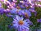 Pink-violet flowers with narrow petals in the garden.