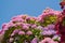 Pink and violet hydrangea against blue sky