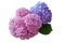 Pink and violet Hydrangea flower Hydrangea macrophylla  isolated on white background.