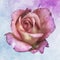 Pink violet pastel rose blossom in vintage painting style on