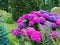 Pink, violet and purple blooming hortensia in a beautiful garden