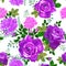 Pink,violet,purple roses