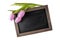 Pink violet tulip flowers on dark chalkboard. Greeting empty floral card mockup