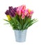 Pink and violet tulip flowers in metal pot