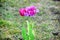 Pink Violet Tulips Tulipa Garden Planting Many Stock Photo