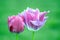 Pink Violet Tulips Tulipa Garden Planting Many Stock Photo