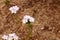 Pink Virginia spring beauty flower, Claytonia virginica