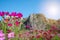 Pink vivid color blossom of Cosmos flower in a field with rock mountains background and blue sky