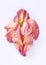 Pink vulva flower on a white background