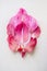 Pink vulva flower on a white background