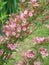 Pink wagel flowers in garden. bush wagel flowers