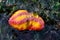 Pink warty sea cucumber