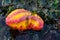 Pink warty sea cucumber