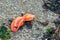 Pink warty sea cucumber