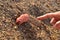 Pink warty sea cucumber/Pink-Yellow Sea Cucumber on the beach