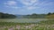 Pink water hyacinths growing on the shore of Begnas lake, Nepal.