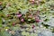 Pink water lilies lake background at park