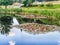 Pink water lilies Nymphaea bloom on the lake in Park Kazka in Sumy, Ukraine